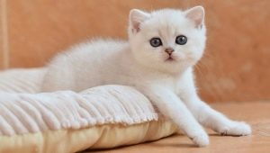 White British cats: breed description and content