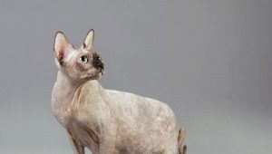 Pregnant Sphynx cats: characteristics, timing, care