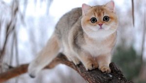 British chinchilla: color options for cats, character and content