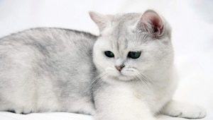 British shorthair cats: breed features, color variations and keeping rules