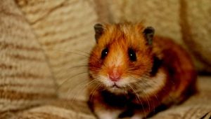What do you need to keep a hamster?