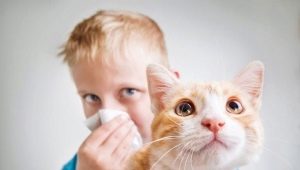 Хипоалергенни котки и котки: породи, особености на избор и поддръжка