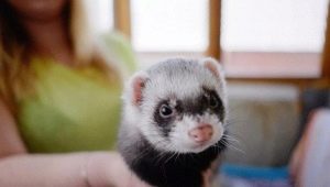 Ferrets at home: pros and cons, education and care