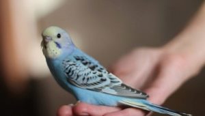 How and how long do budgies sleep?