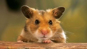 How to find a hamster in an apartment if he escaped from a cage?