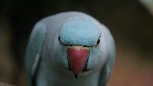 How to wean a parrot from biting?