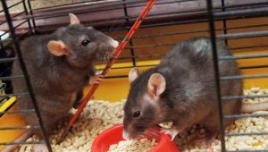 Rat cages: characteristics, selection, equipment, care