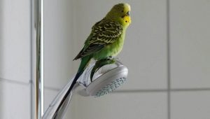 When can I release my parrot after purchase?