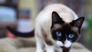 Snow-shoo cats: описание, цветови вариации и характеристики на съдържанието