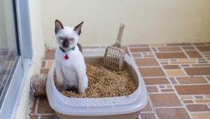 Cat tray: types, sizes and selection rules