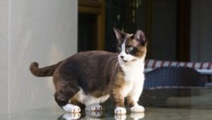 Munchkin: описание на породата котки, видове и съдържание