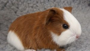 Can guinea pigs be bathed and how to do it correctly?