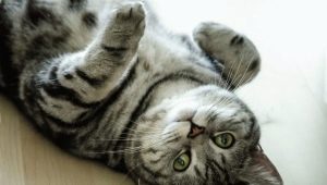 The color of the British cat Whiskas: features of color and subtleties of care