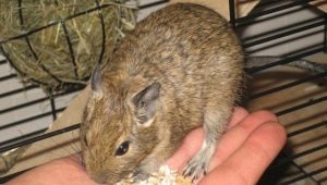 Features of choosing a degu cage