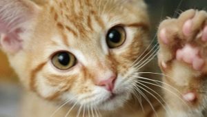 Why do cats trample us with their paws?