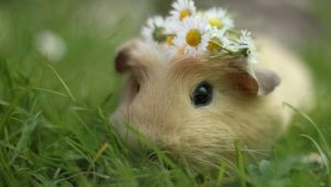 Why is the guinea pig called that?