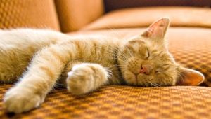 Duration and characteristics of sleep in a cat