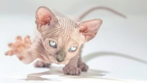 Life expectancy of Sphynx cats and ways to extend it