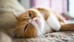 Произходът на екзотичната порода котки, грижи и развъждане