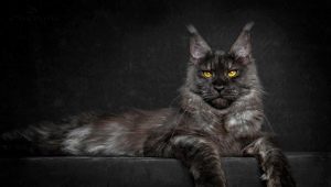 The largest Maine Coon in the world