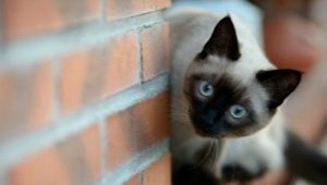 Siamese cat personality