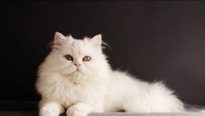 흰색의 시베리아 고양이 : 품종 설명 및 보살핌의 특징