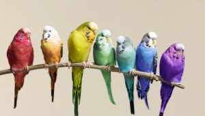 How long do parrots live?