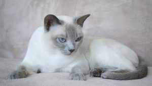 Всичко, което трябва да знаете за котките Тонкин