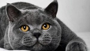 All about British cats and cats