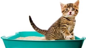 Japanese Cat Litter Fillers