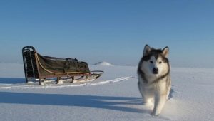 Alaskan Malamute: features of the breed, character and content