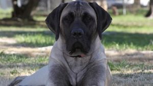 American Mastiff: 품종 설명 및 개 관리
