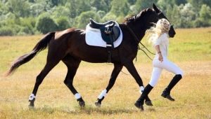Horse harness: a list of necessary accessories