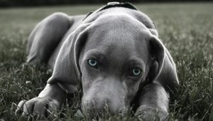 Large smooth-haired dogs: description of breeds and care features