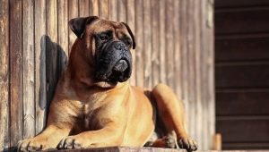 Bullmastiff: characteristics of the breed of dogs and growing