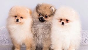 What is the difference between German and Pomeranian Spitz?