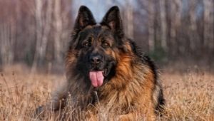 Long haired german shepherd