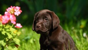 Labrador training and education