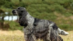 Russian hunting spaniel training