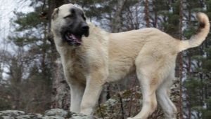 Gampr: what do dogs look like and how to keep them?