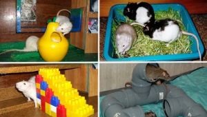 Toys for rats: types, tips for choosing and creating