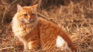Comment appeler un chat et un chat roux ?