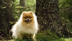 How to name a spitz-boy?