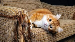 How to wean a cat from tearing furniture and wallpaper?