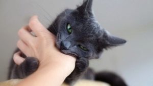 How to wean a cat from biting?