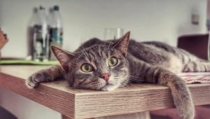 How to wean a cat from climbing tables?