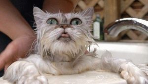 How to bathe a cat correctly?