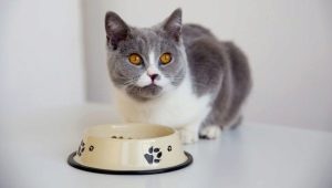 How to properly transfer a cat to another food?