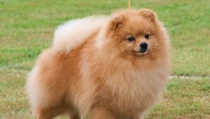 How to trim the nails of a spitz at home?