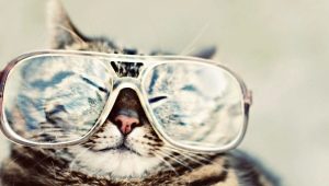 How do cats see our world?